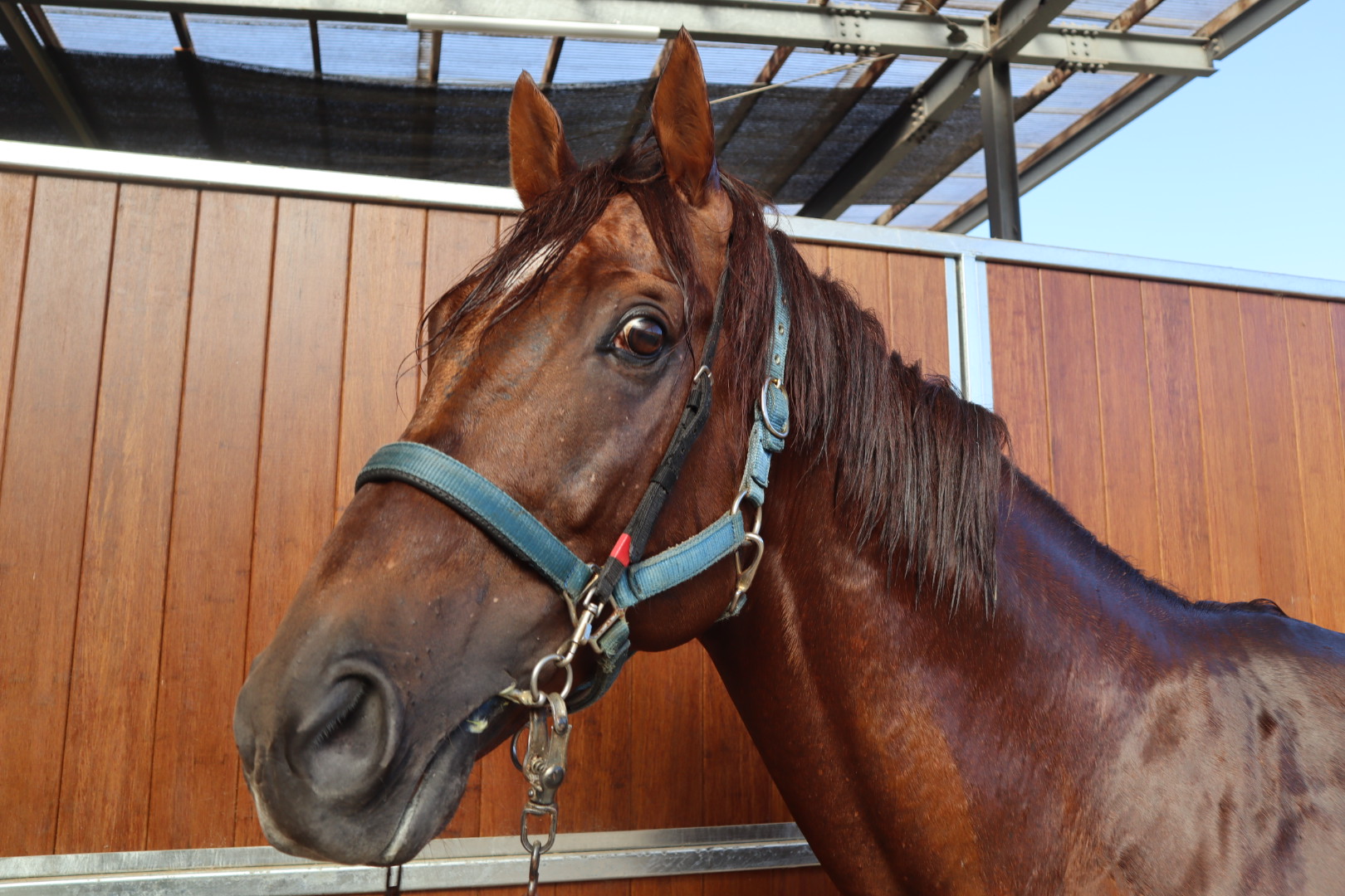 メイショウワザシ 牡8歳 ※地方競馬 在籍 | サラブレッド