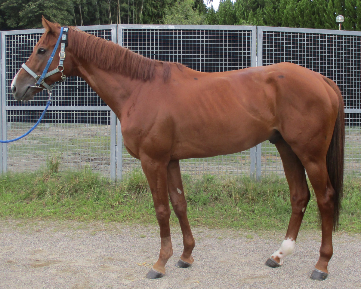 2024阪神ジュベナイルフィリーズ ポスター｜日本サイン競馬会