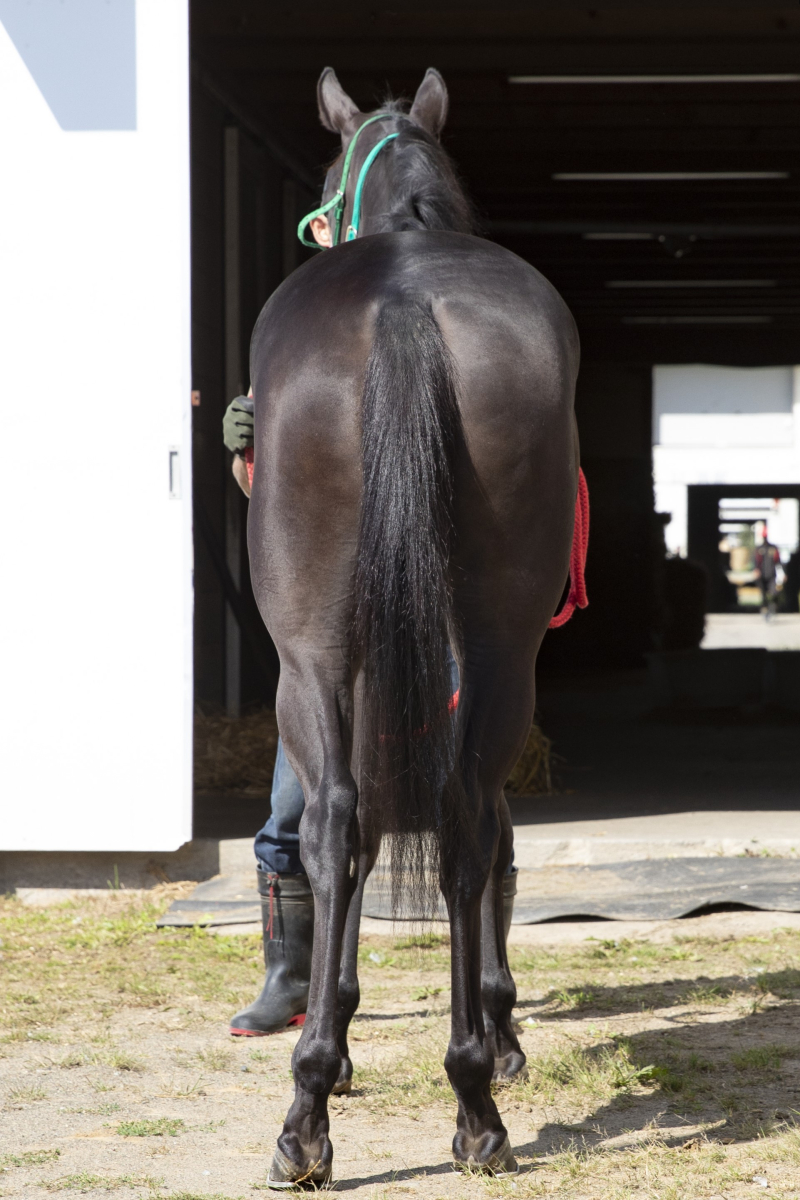 コンバットアモーレ 牝2歳 ※地方競馬 在籍 | サラブレッド