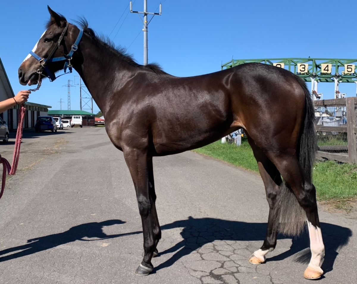 ヒポカンポ 牝2歳 ※地方競馬 在籍 | サラブレッドオークション