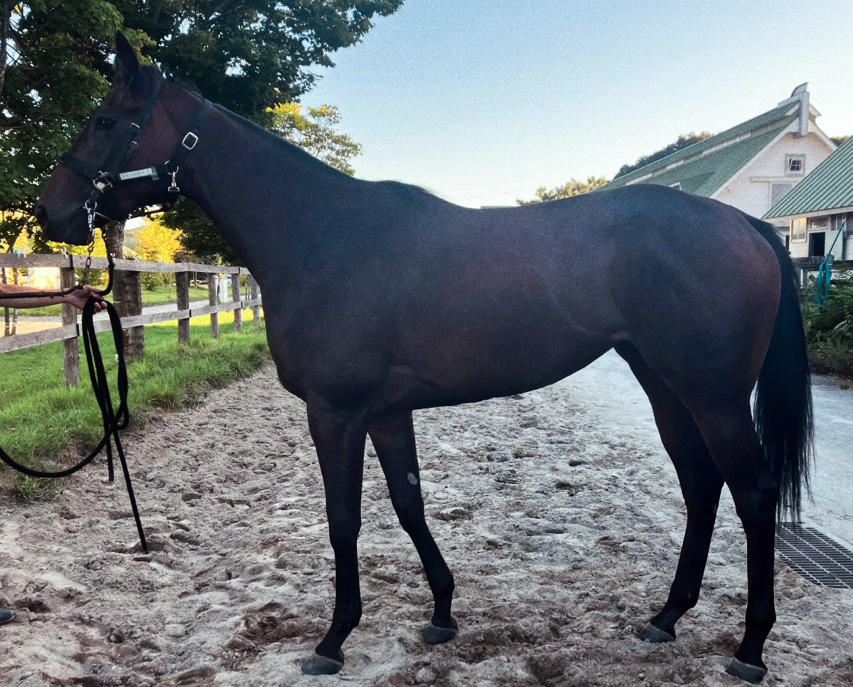 パンサラッサ 引退記念 ミニステッカーセット 競馬 JRA 暑苦しい
