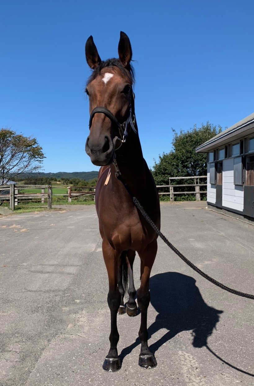 ラビアンムーン 牝3歳 ※地方競馬 在籍 | サラブレッドオークション