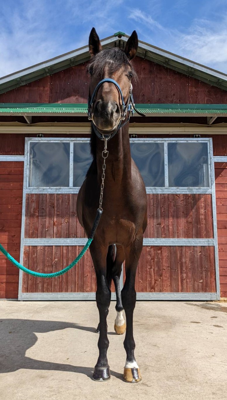 トランセンデンス 牡５歳 ※地方競馬 在籍 | サラブレッドオークション