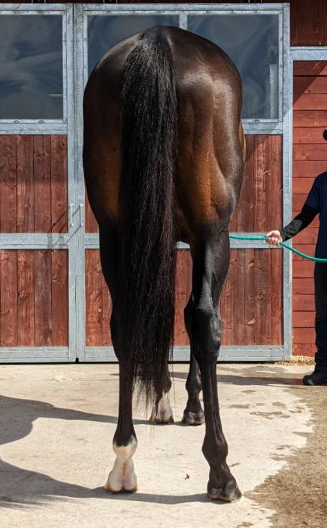 トランセンデンス 牡5歳 ※地方競馬 在籍 | サラブレッド