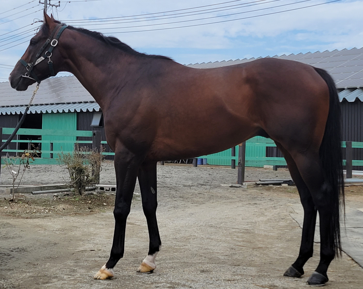 シンギングブルース 牡４歳 ※地方競馬 在籍 | サラブレッドオークション