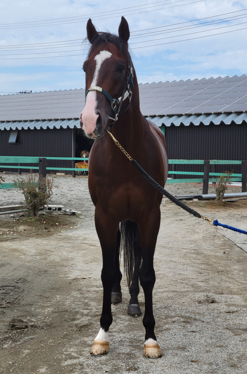 シンギングブルース 牡４歳 ※地方競馬 在籍 | サラブレッドオークション