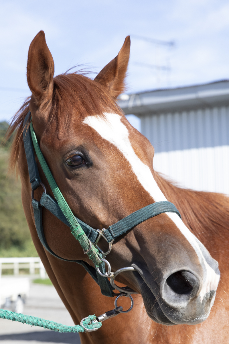 ウワサノルイ 牡2歳 ※地方競馬 在籍 | サラブレッドオークション