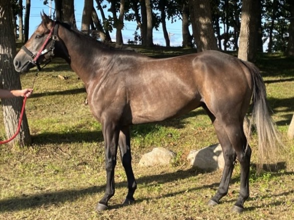 ルクスシュナイダー 牡3歳 ※地方競馬 在籍 | サラブレッド
