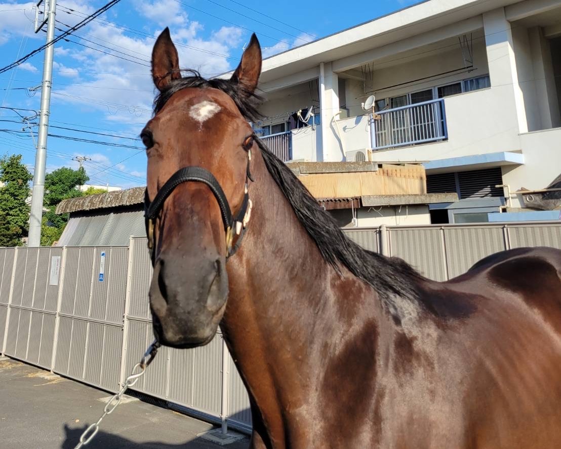 ヴァレンティヌス 牡3歳 ※地方競馬 在籍 サラブレッドオークション