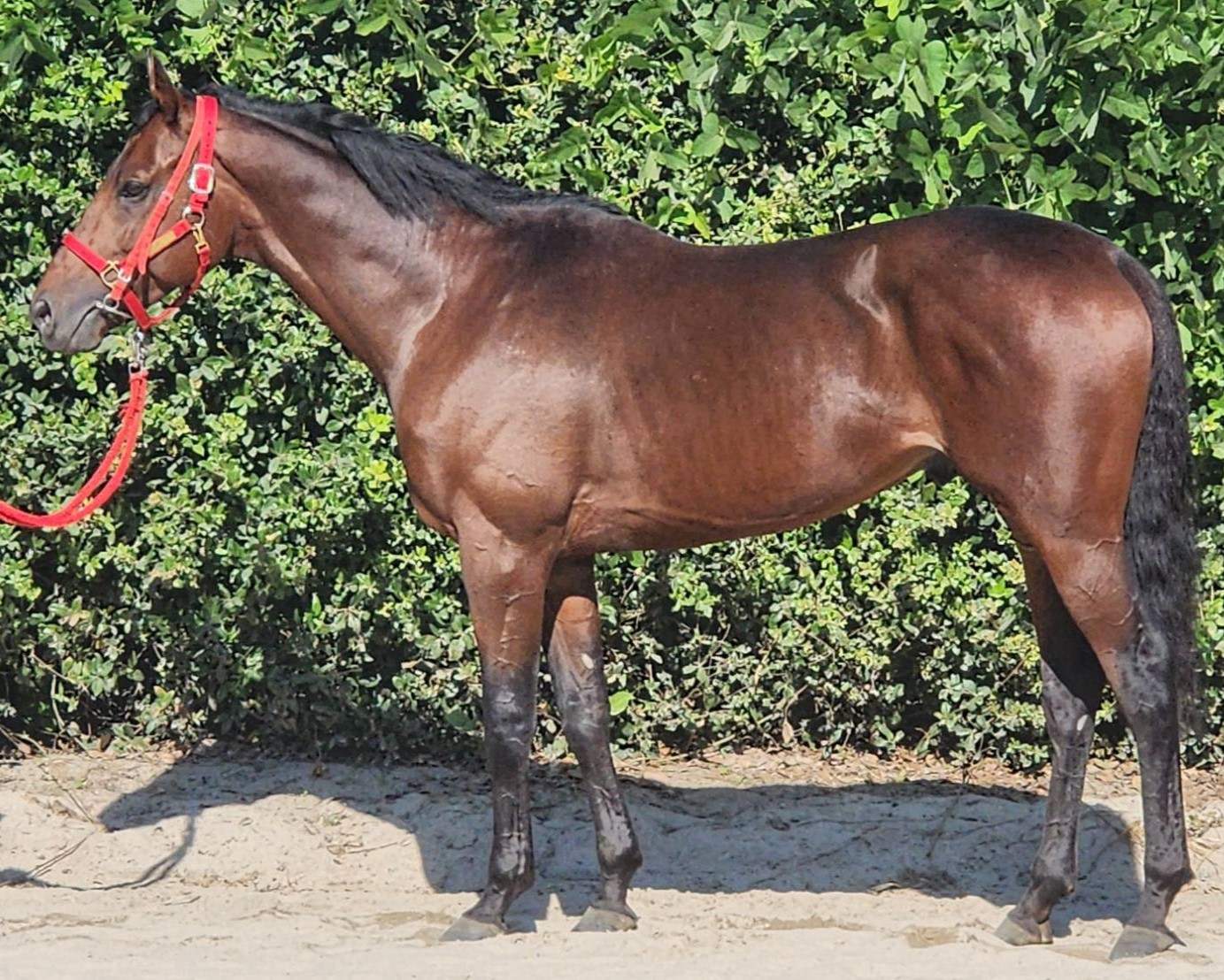 即日発送！サラブレッド種牡馬銘鑑1977第4巻 プレカーサー 牡4歳 ※中央競馬 登録抹消 | サラブレッド