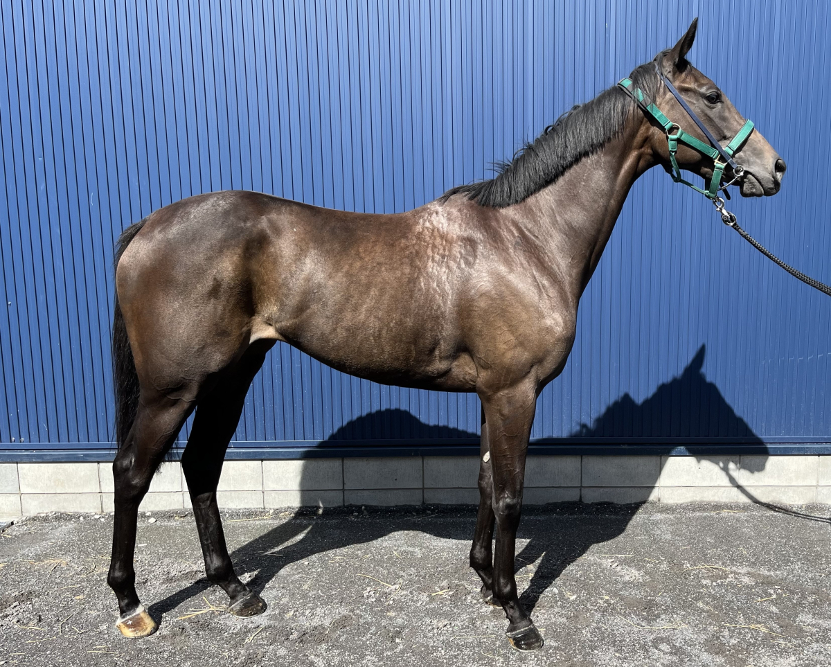 セプテントリオ 牝2歳 ※中央競馬 登録抹消 | サラブレッド