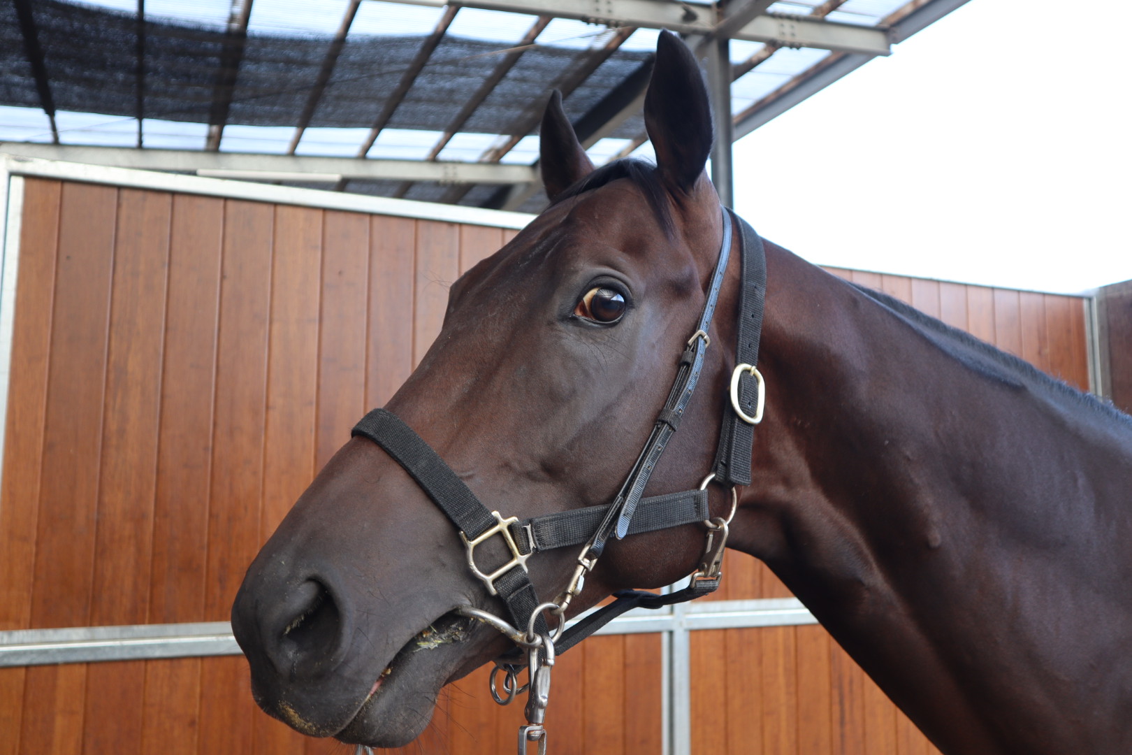 モウショウ 牡4歳 ※中央競馬 登録抹消 | サラブレッドオークション