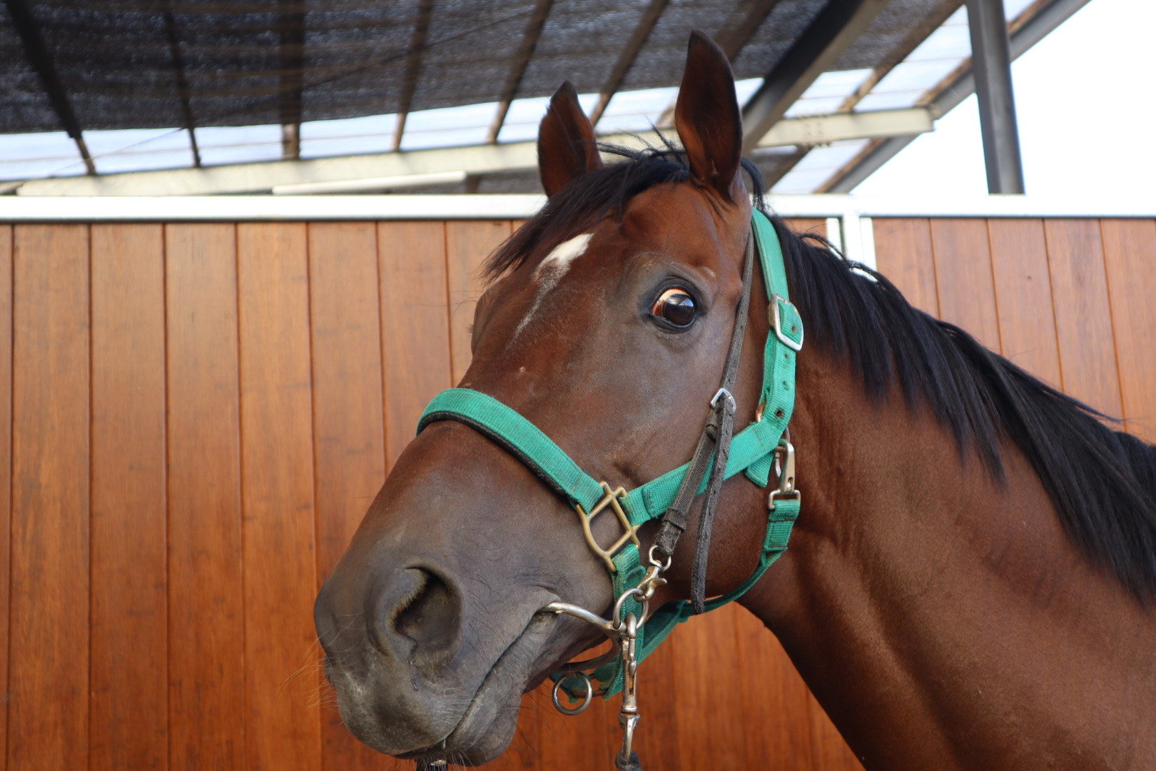 ジャングルキング 牡5歳 ※中央競馬 登録抹消 | サラブレッド ジャングルキング 牡5歳 ※中央競馬 登録抹消 | サラブレッド
