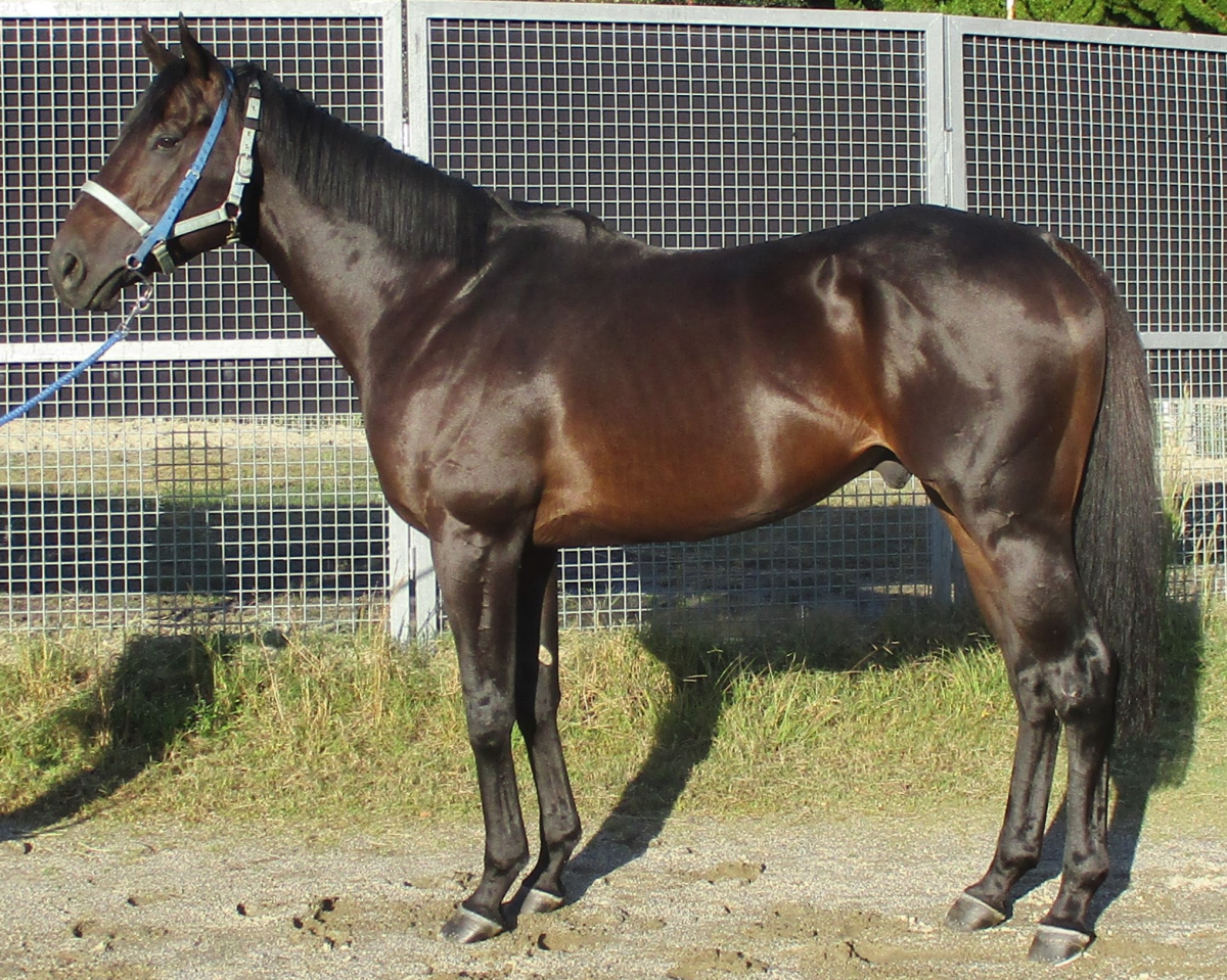 【新品】 レディオマジック 牡6歳 ※中央競馬 登録抹消 | サラブレッド スチールラック・メタルラック