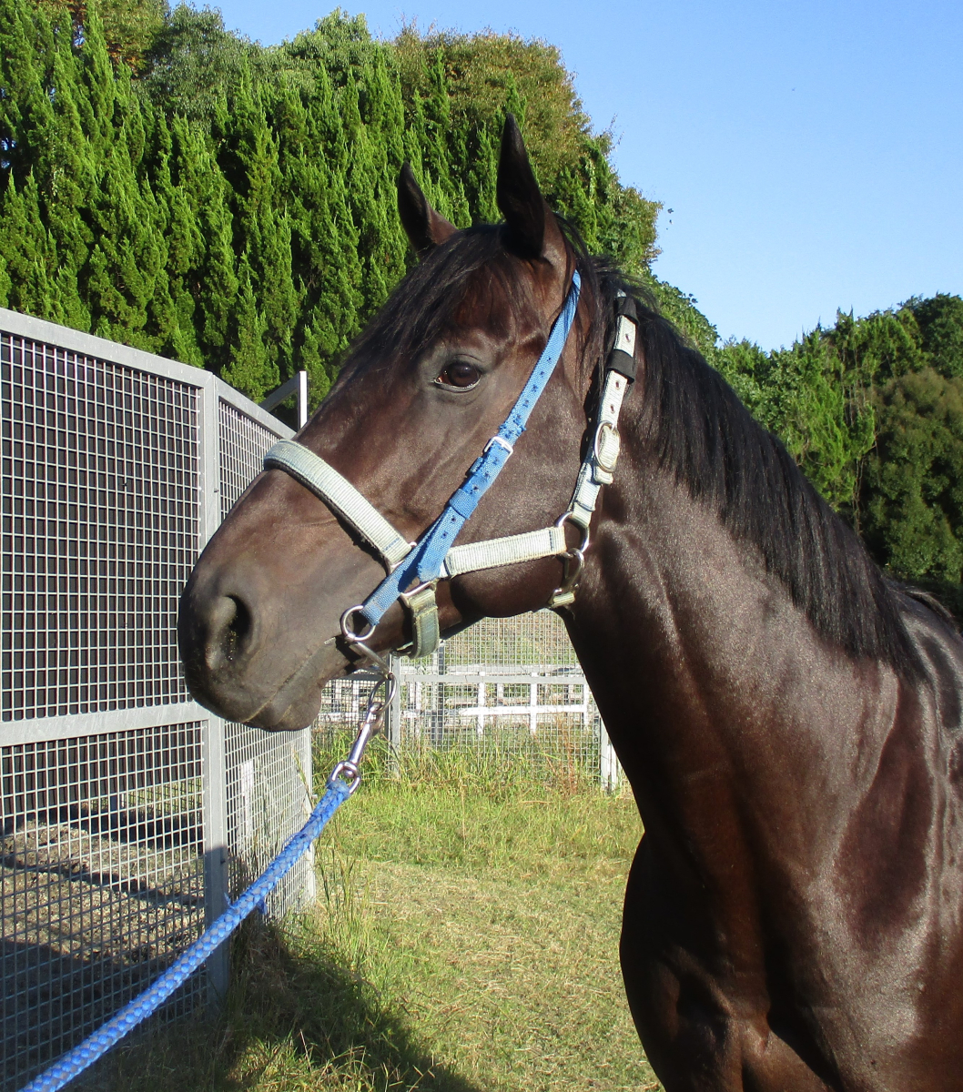 レディオマジック 牡6歳 ※中央競馬 登録抹消 | サラブレッド