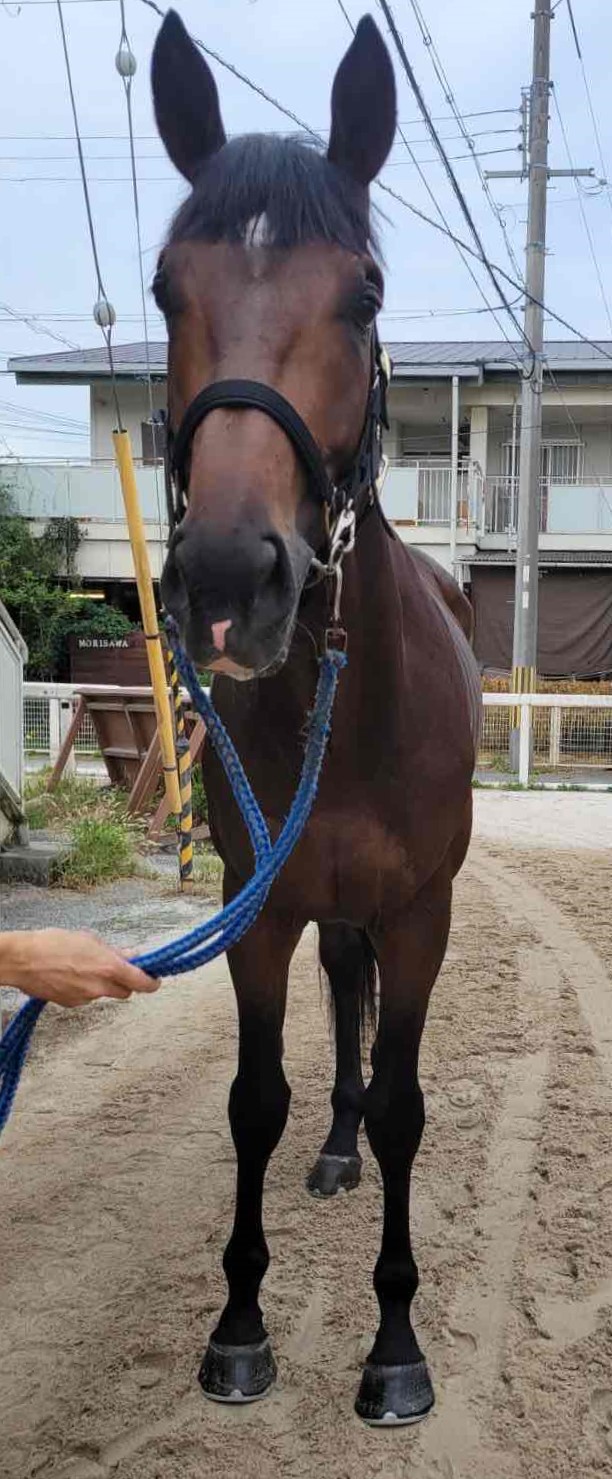 ビッグジョイ 牡3歳 ※地方競馬 在籍 | サラブレッドオークション