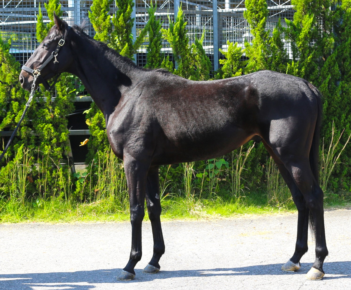 ウルフキング 牡２歳 ※中央競馬 登録抹消 | サラブレッドオークション