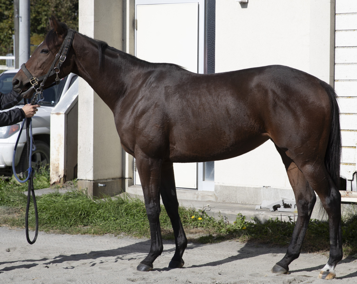 エイシンドライアド 牝2歳 ※地方競馬 在籍 | サラブレッド エイシンドライアド 牝2歳 ※地方競馬 在籍 | サラブレッド