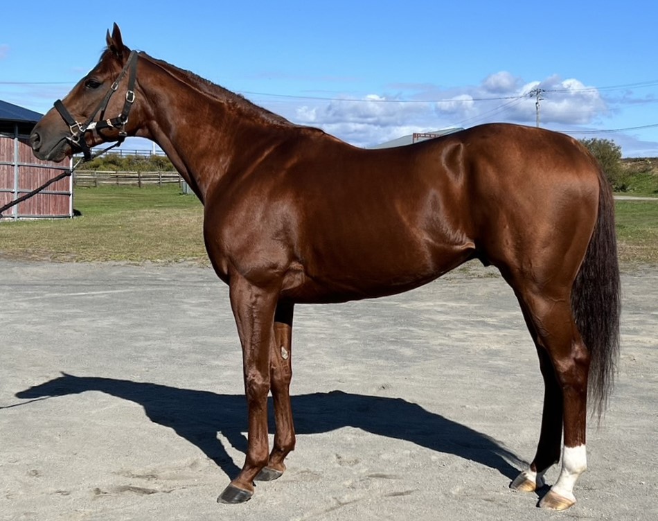 ストライクリッチ 牡４歳 ※地方競馬 在籍 | サラブレッドオークション