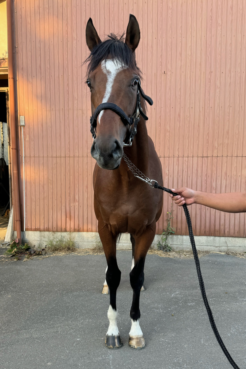 ウルリヒト 牡7歳 ※地方競馬 在籍 | サラブレッドオークション