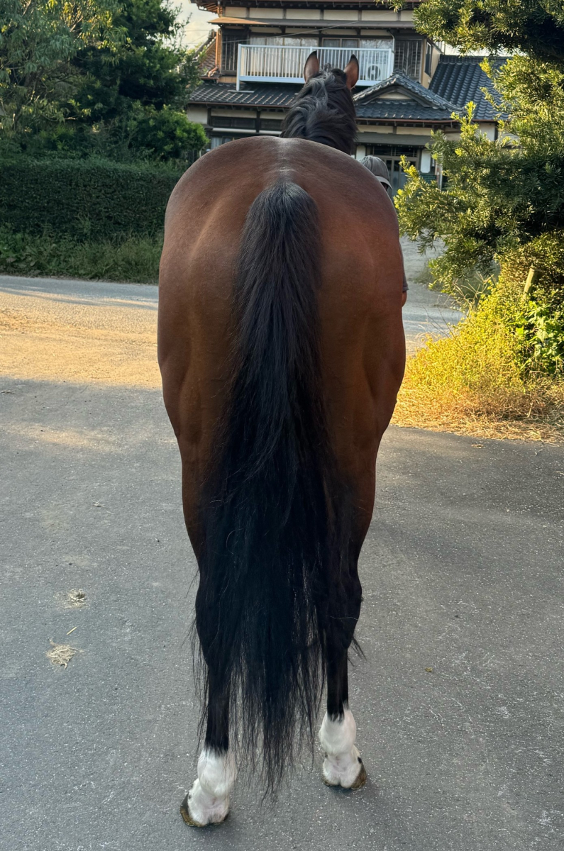 うまる　⑦番 41aOBV7kwxL._SY350_QL65_.jpg