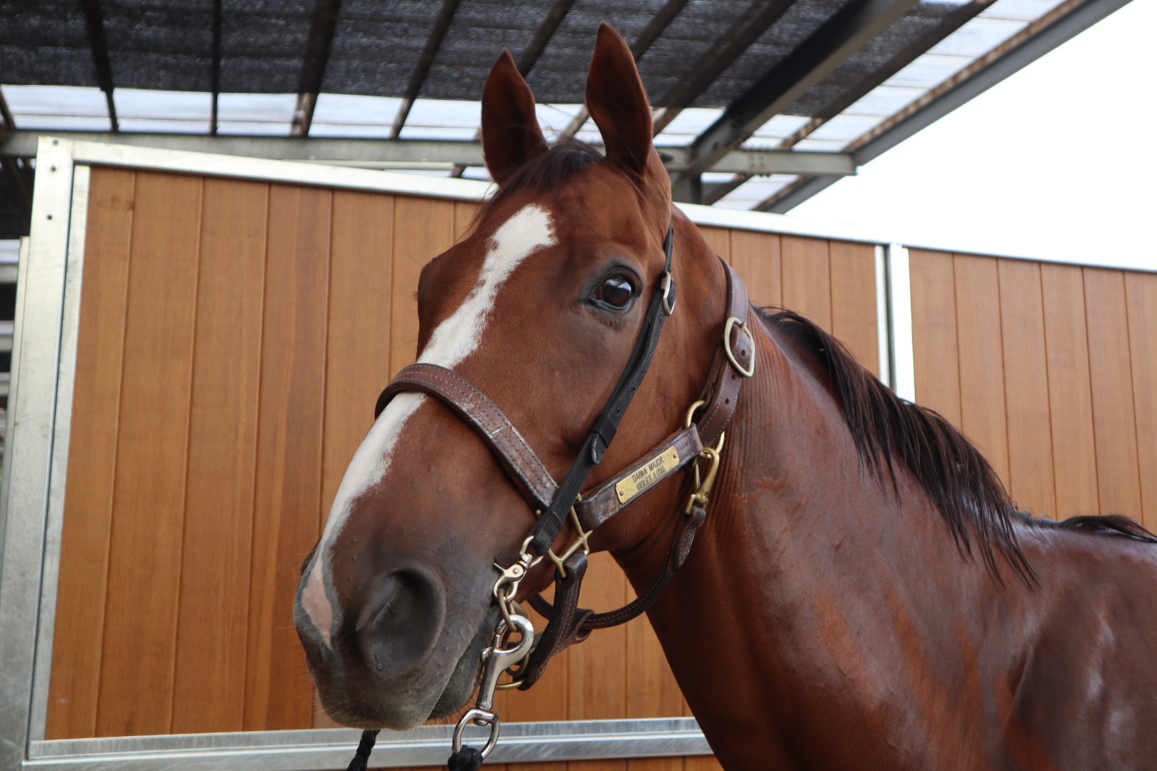 超希少 競走馬 THE VICTORY PLATINUM サラブレッド 未開封