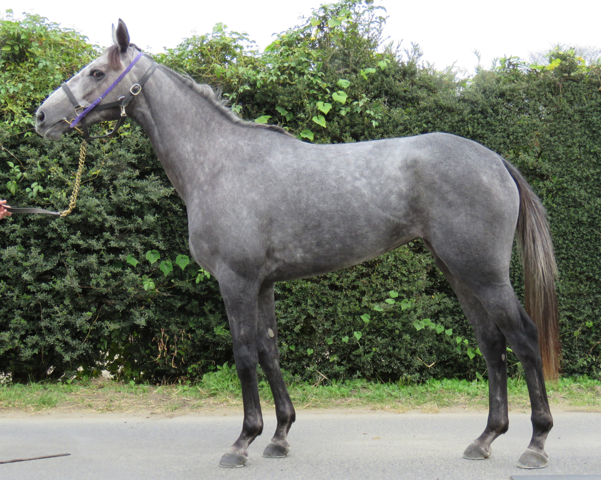 ワタシキレイ　　牝２歳　　※中央競馬　登録抹消_main1