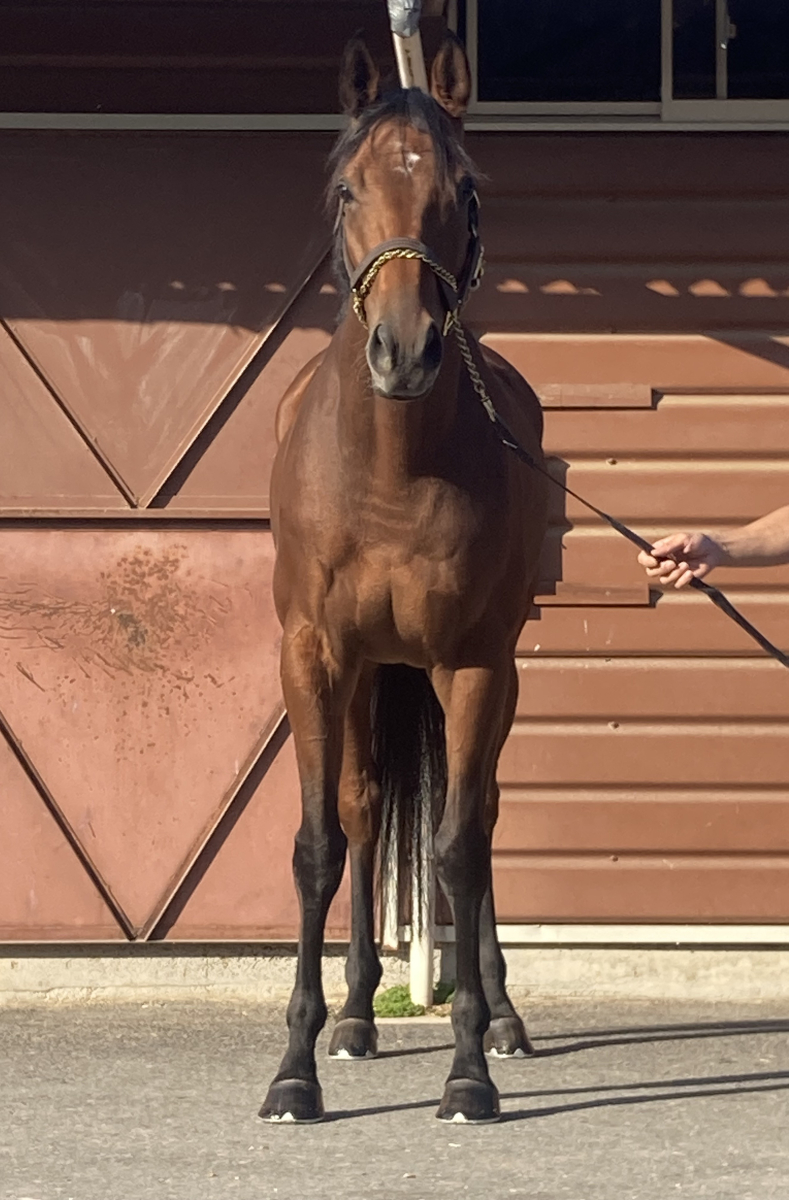 サラブレッドコレクション　パワードリフト　年代物　レトロ　レア　希少　セガ　競馬 セイバートゥース セン4歳 ※中央競馬 登録抹消 | サラブレッド