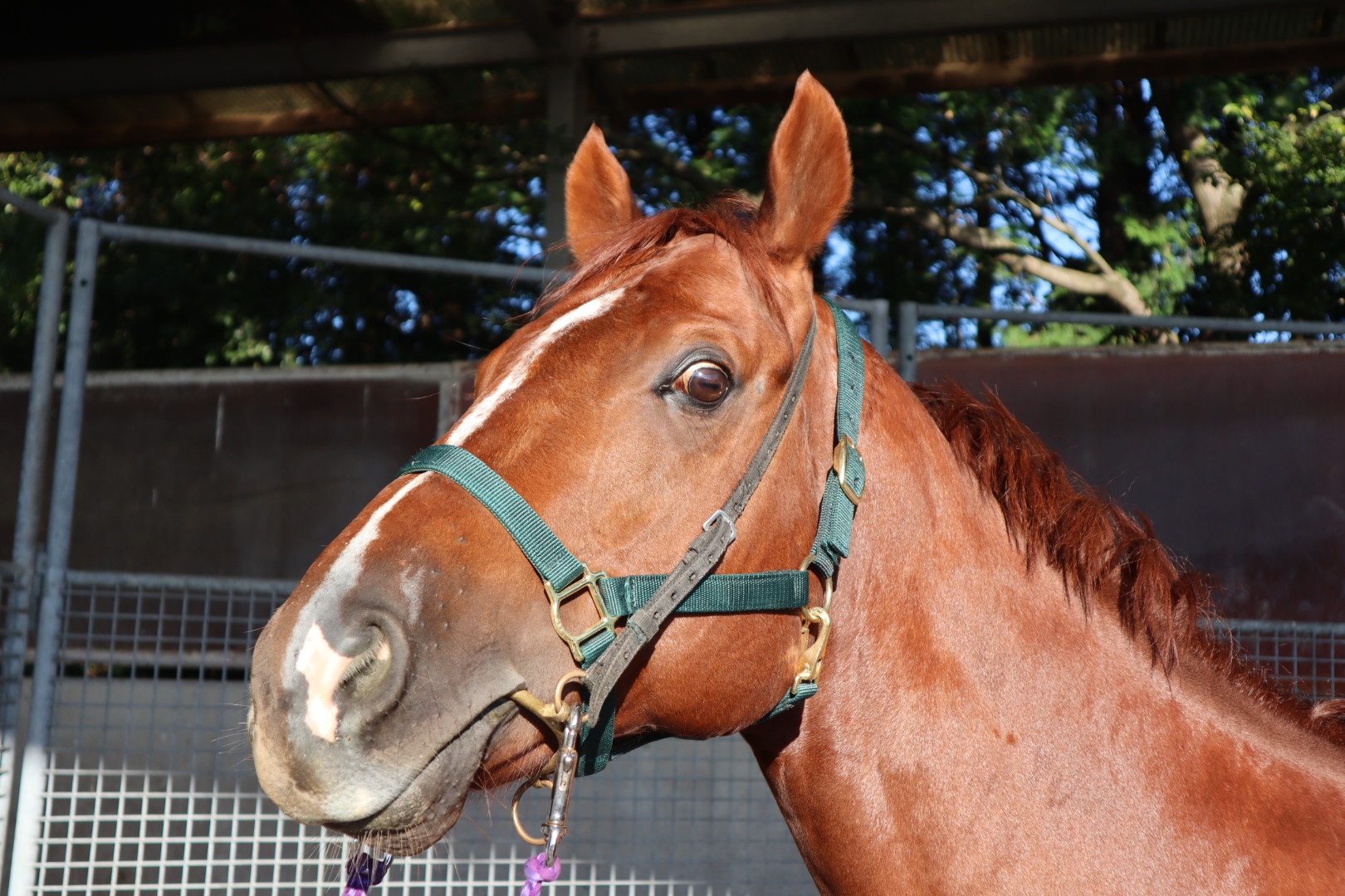 スカリーワグ 牡5歳 ※中央競馬 登録抹消 | サラブレッドオークション