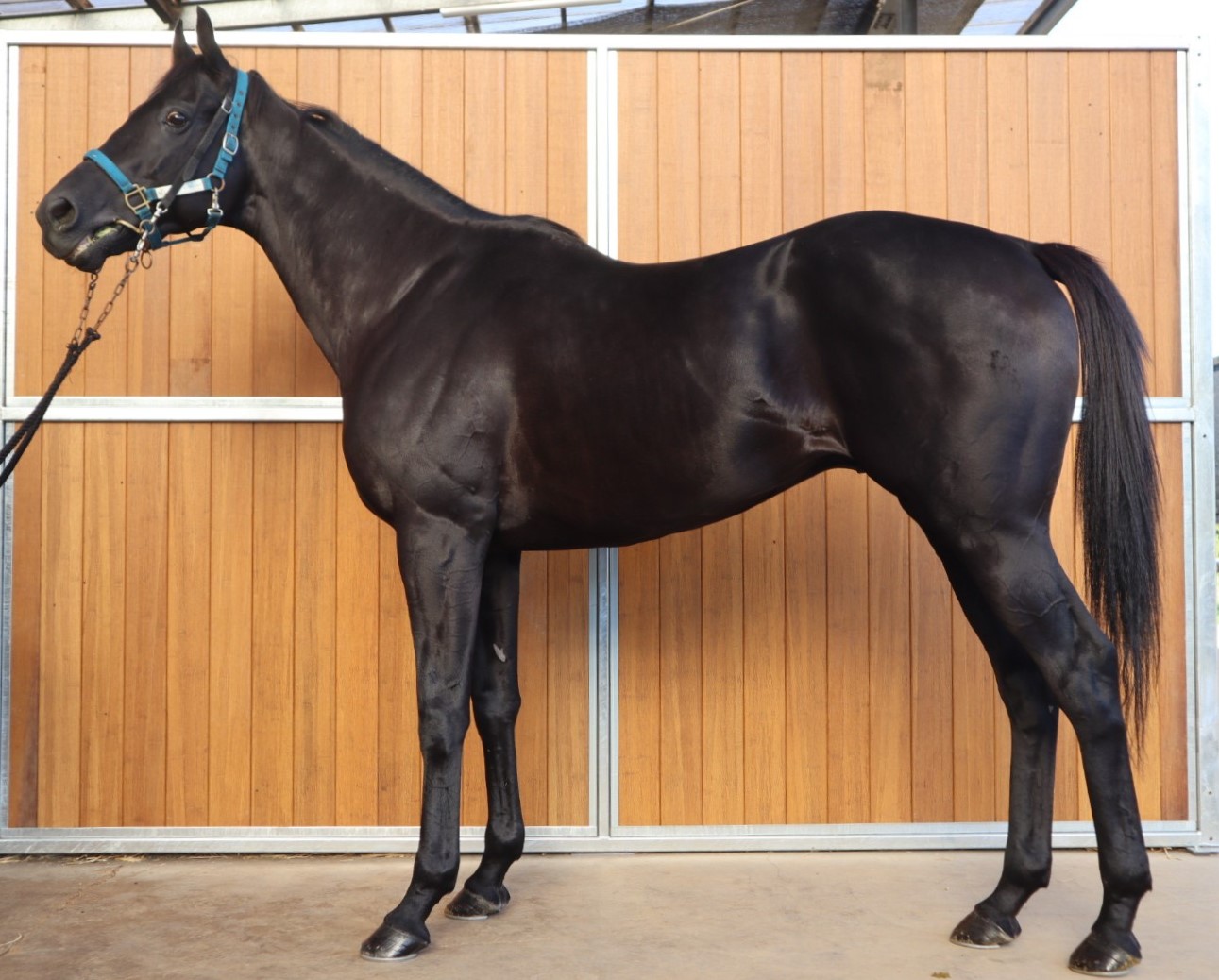 マイネルミュトス 牡7歳 ※中央競馬 登録抹消 | サラブレッド
