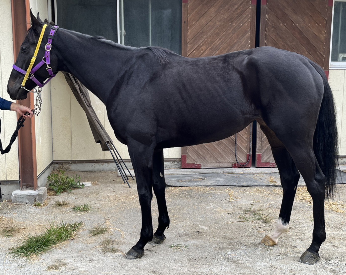 テーオーモンブラン 牝4歳 ※地方競馬 在籍 | サラブレッドオークション