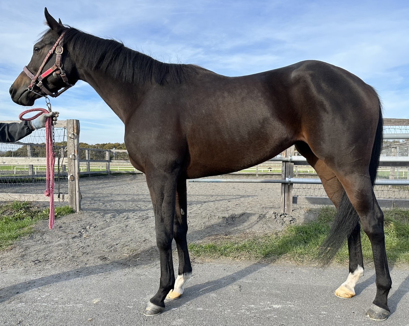 オメガレイスター　　牝６歳　　※地方競馬　在籍_main1