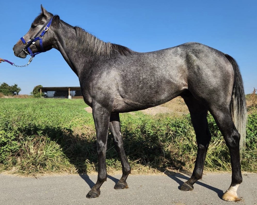 パーティーキング 牡3歳 ※地方競馬 在籍 | サラブレッド