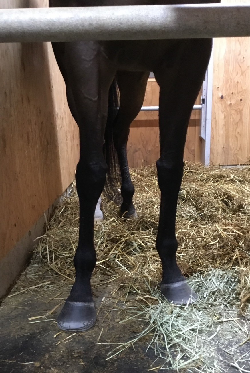 フランセス 牝4歳 ※地方競馬 在籍 | サラブレッドオークション