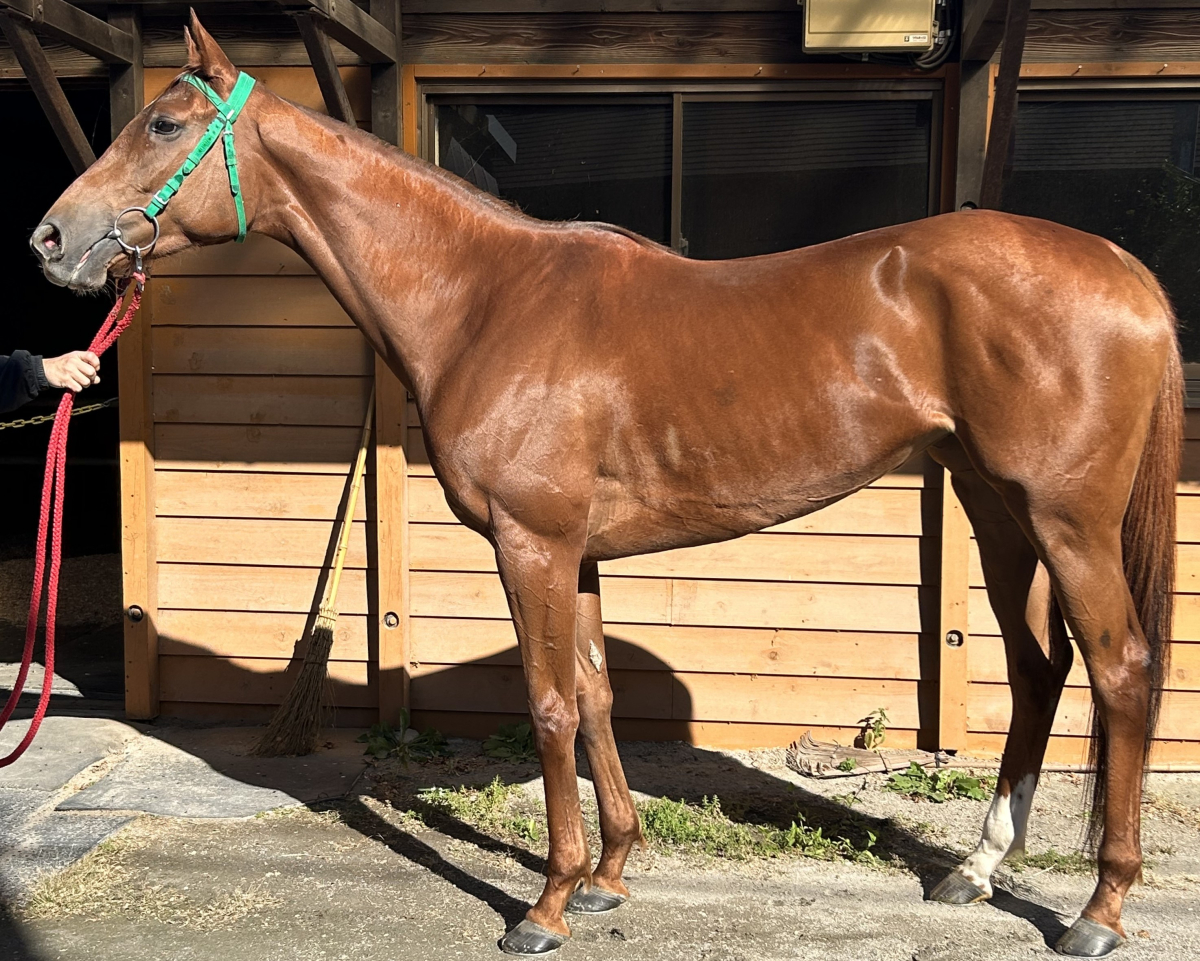 ハンザ 牝5歳 ※地方競馬 在籍 | サラブレッドオークション