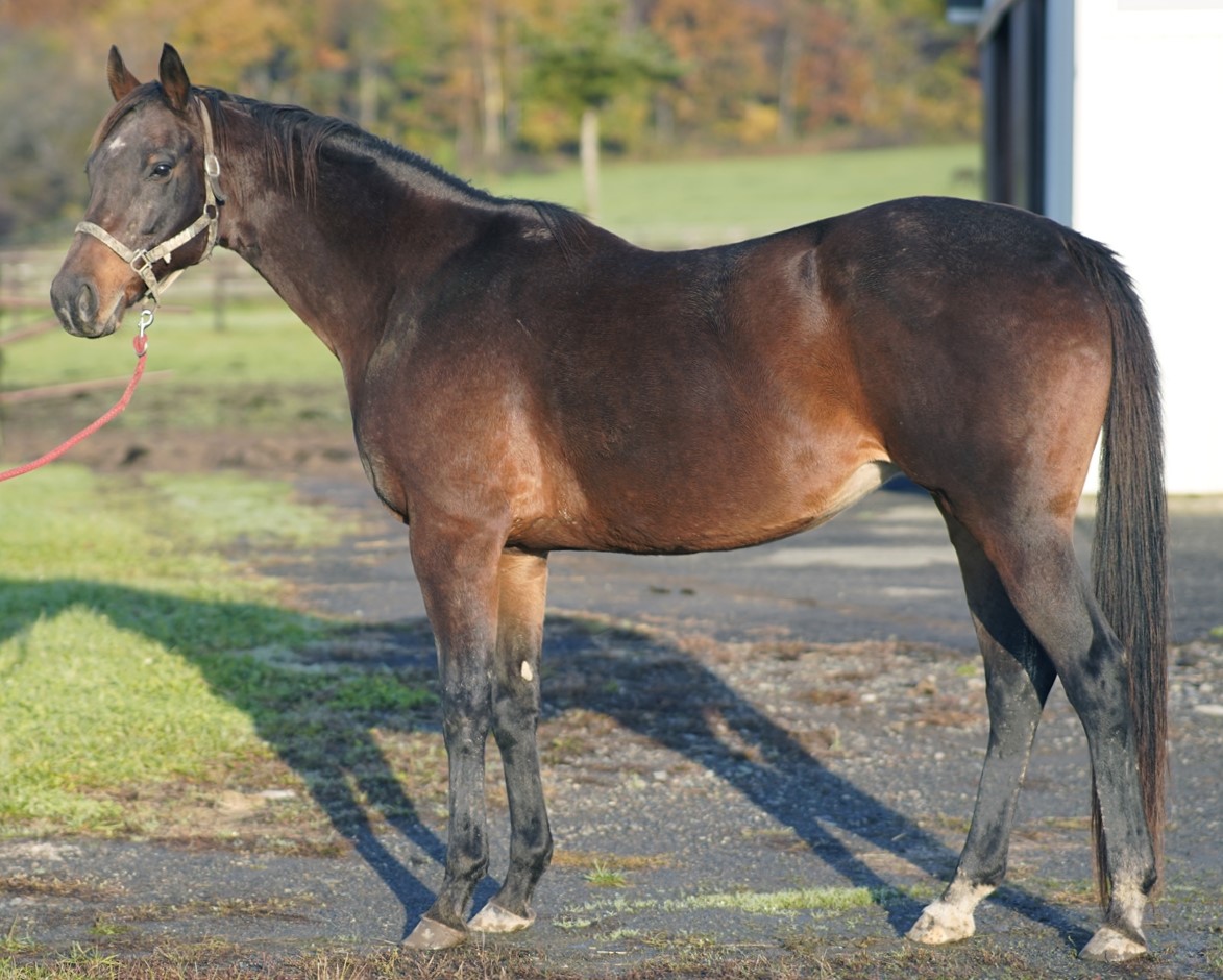 ヒシカルメン 牝15歳 ※繁殖牝馬（受胎：トーセンラー） | サラブレッド