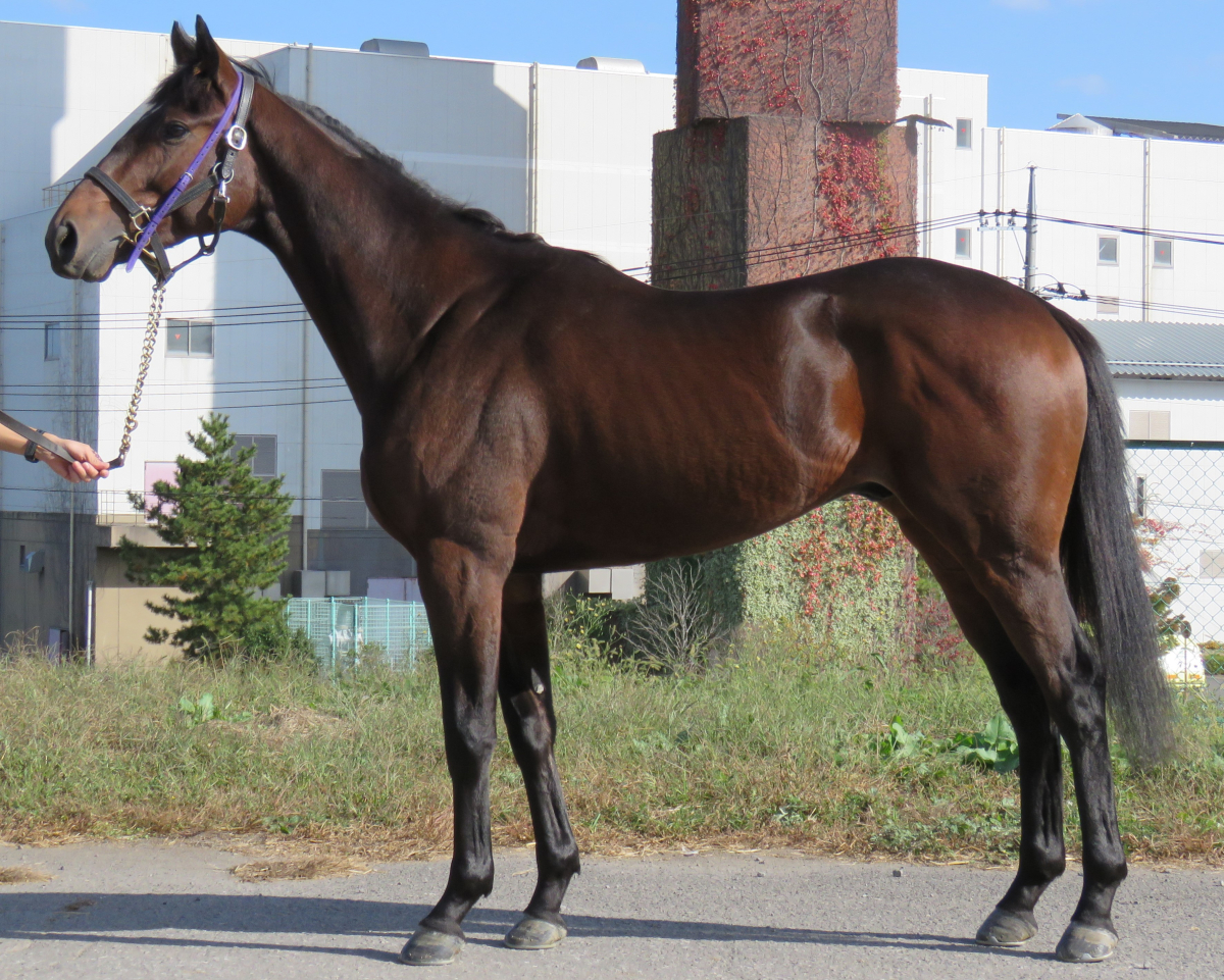 ユイノオトシアナ 牡2歳 ※中央競馬 登録抹消 | サラブレッド