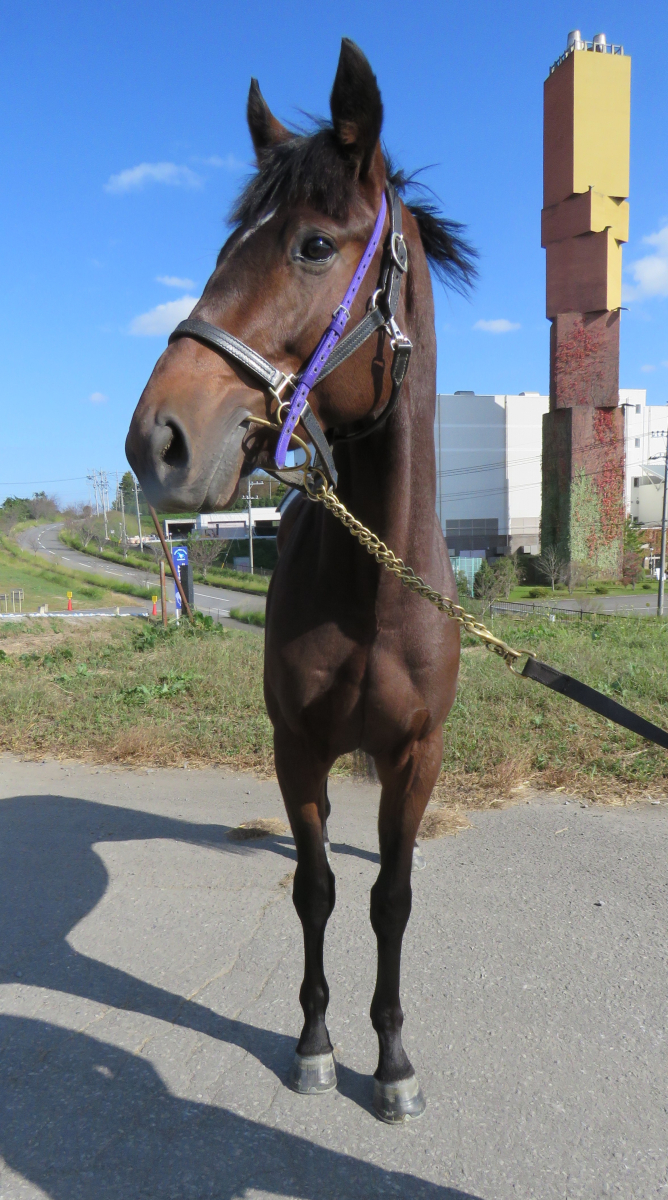 ユイノオトシアナ 牡2歳 ※中央競馬 登録抹消 | サラブレッド