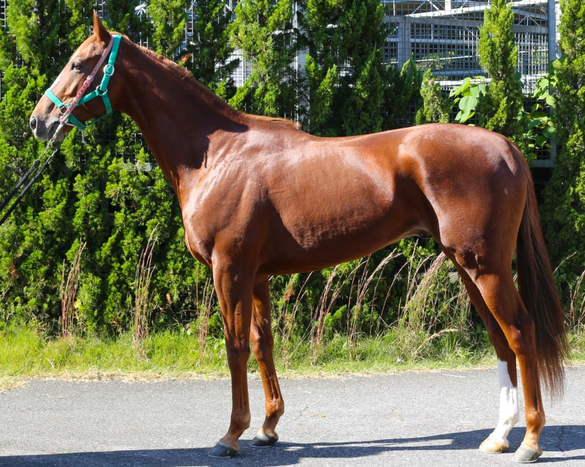 シテ 牡3歳 ※中央競馬 登録抹消 | サラブレッドオークション