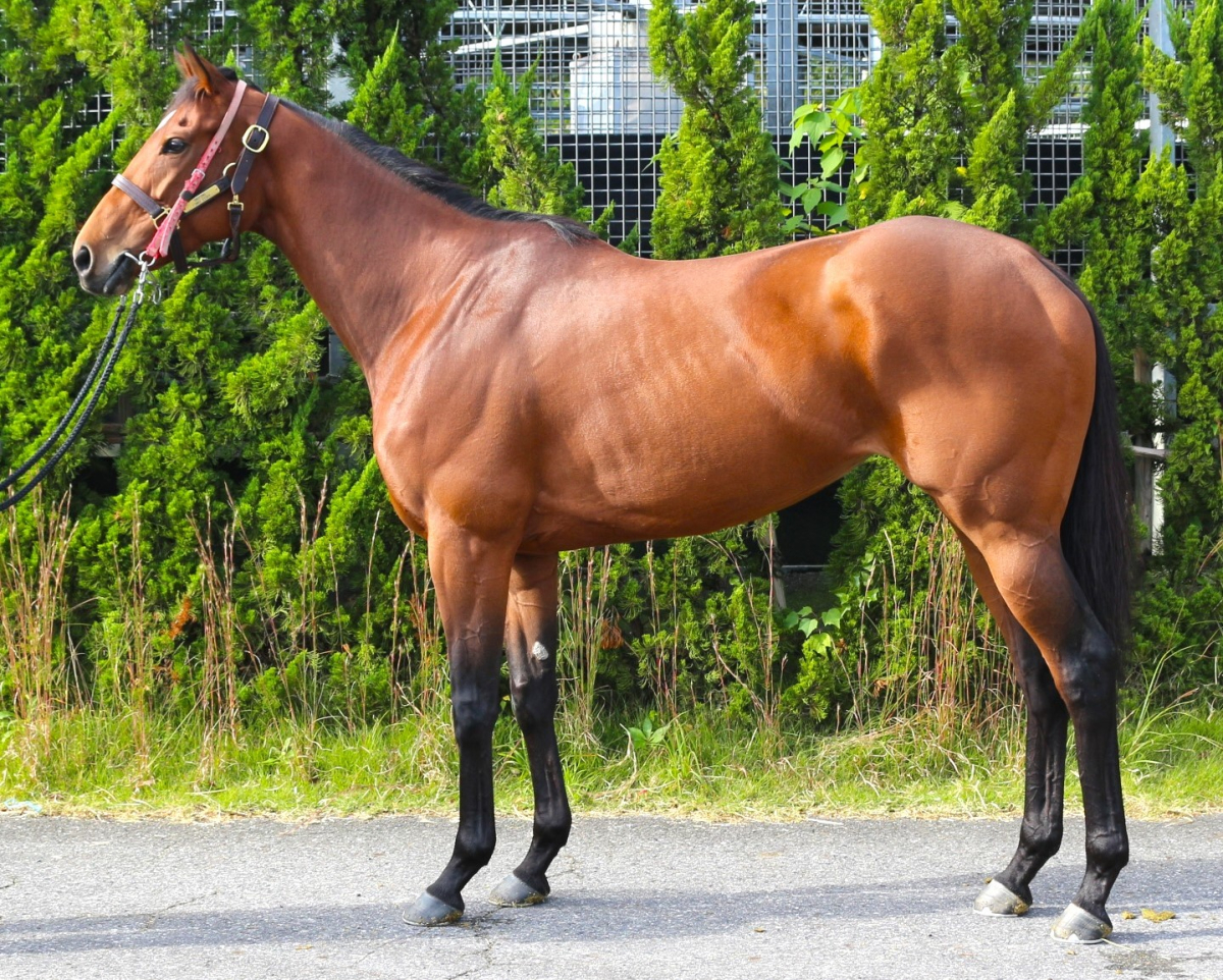 シェンフォン 牝4歳 ※中央競馬 登録抹消 | サラブレッド シェンフォン 牝4歳 ※中央競馬 登録抹消 | サラブレッド