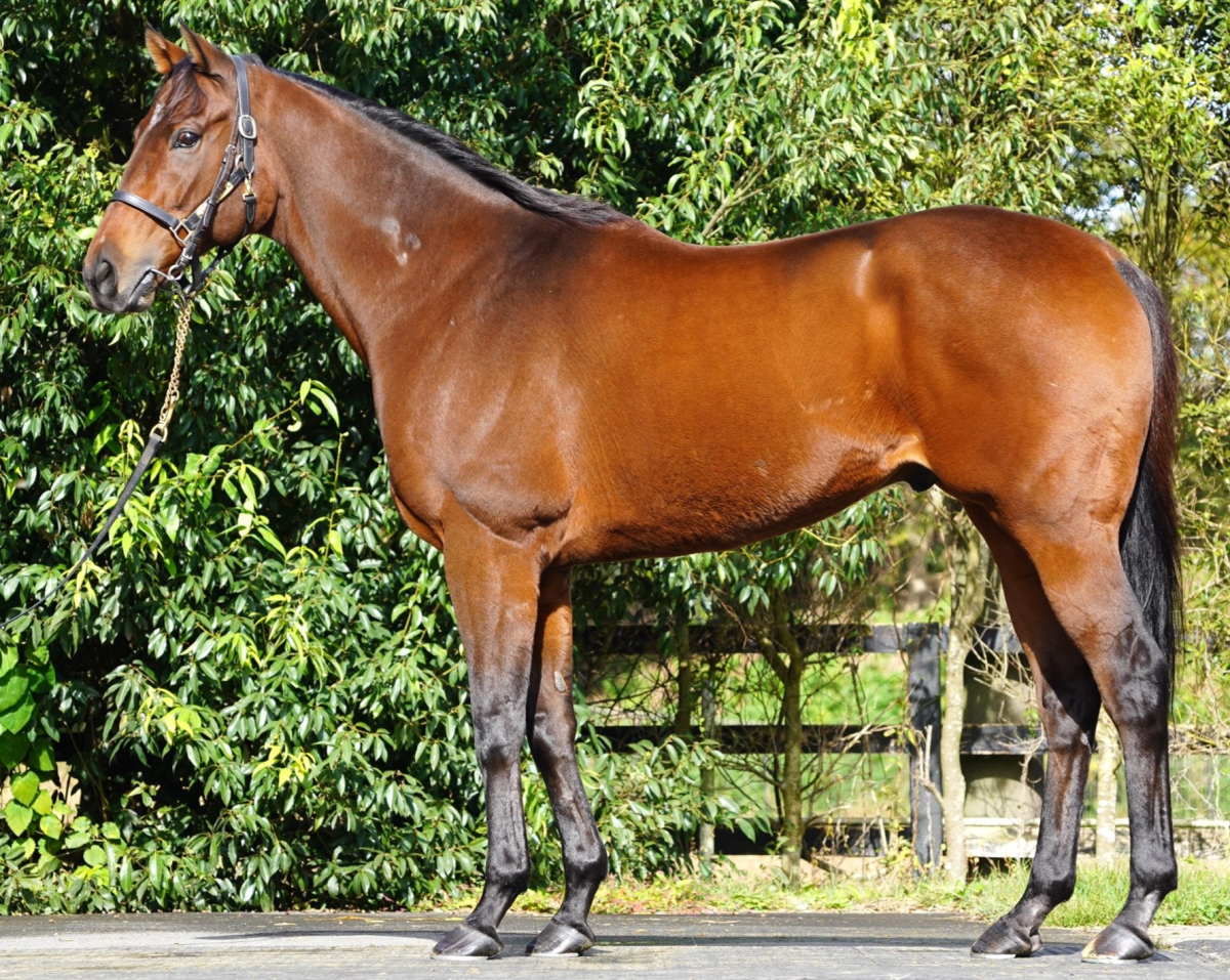 ディサーニング セン８歳 ※中央競馬 登録抹消 | サラブレッドオークション