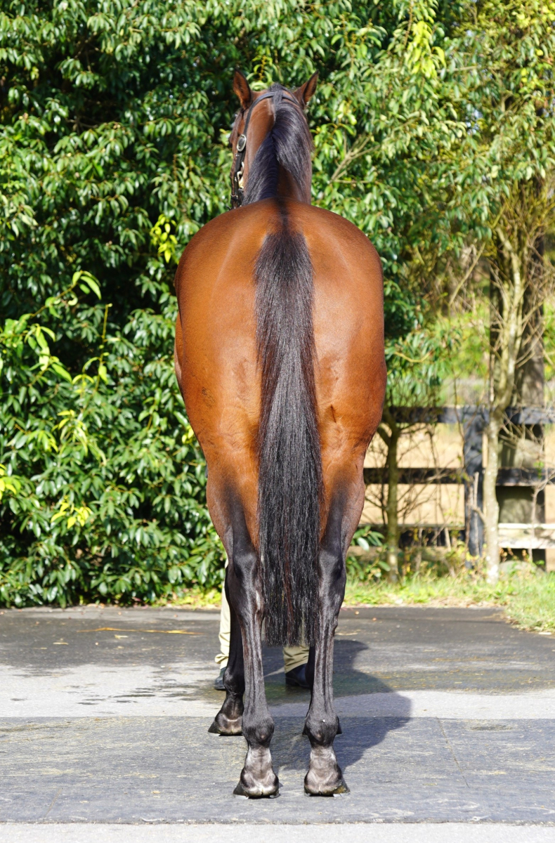 ディサーニング セン8歳 ※中央競馬 登録抹消 | サラブレッド