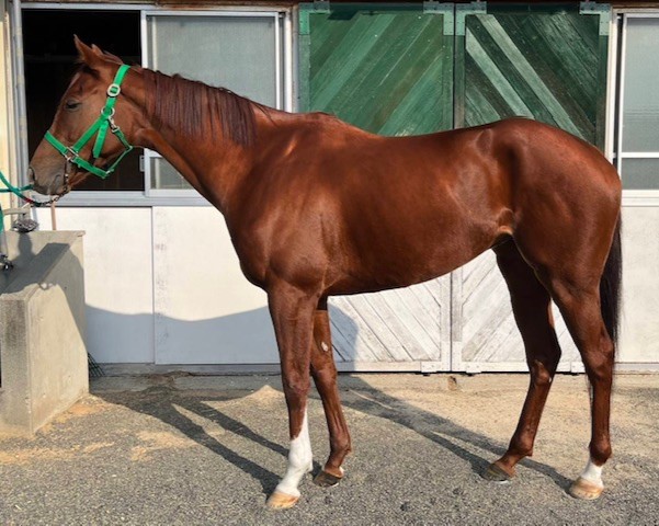 送料無料 いつまで ホウオウアリシア 牝3歳 ※地方競馬 在籍 | サラブレッド 趣味・スポーツ・実用
