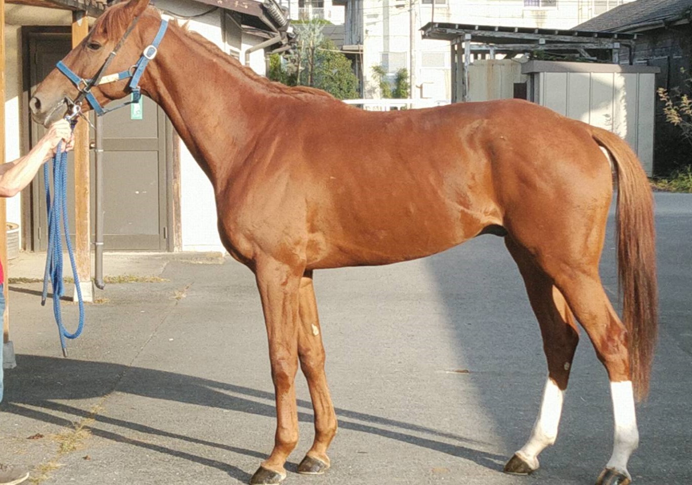 コスモビスケッツ 牡3歳 ※地方競馬 在籍 | サラブレッド