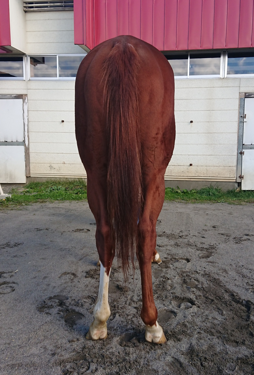 ティーズハンター 牡2歳 ※地方競馬 在籍 | サラブレッド