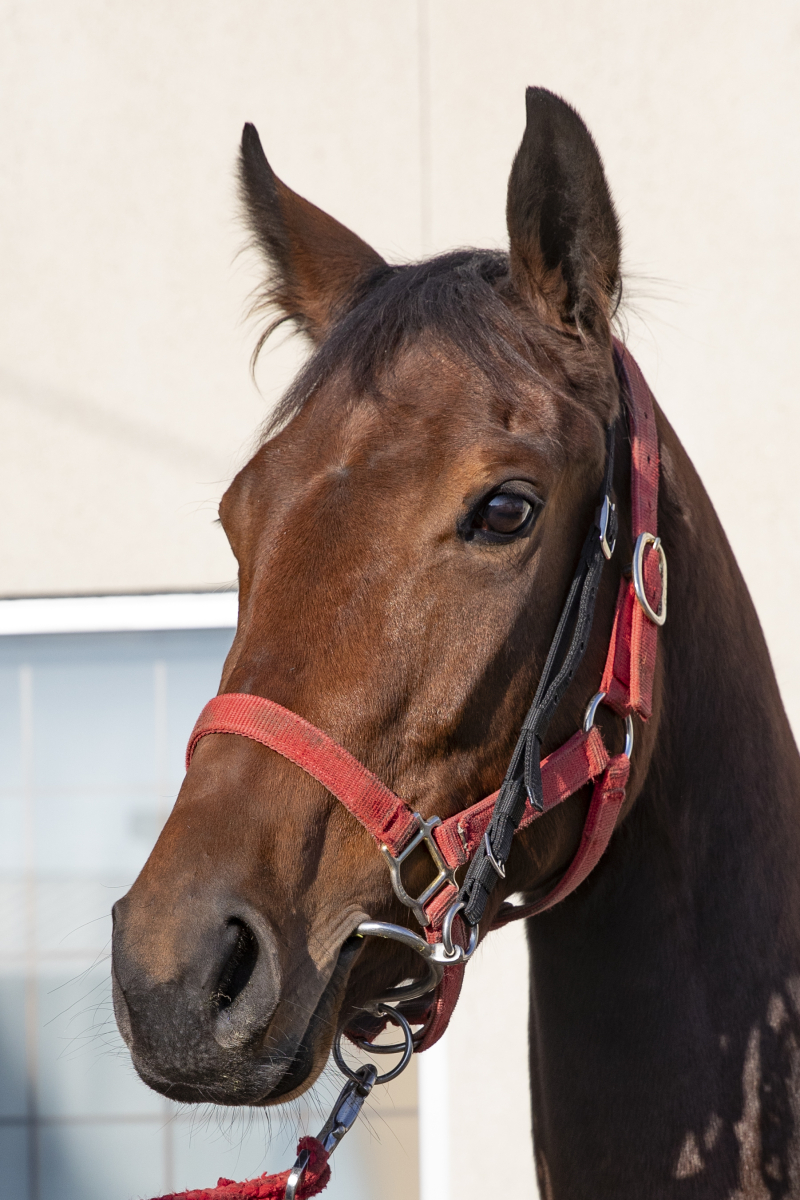 インポート・海外人気ブランド モダンアート 牝2歳 ※地方競馬 在籍 | サラブレッドオークション 終了したレースの馬券
