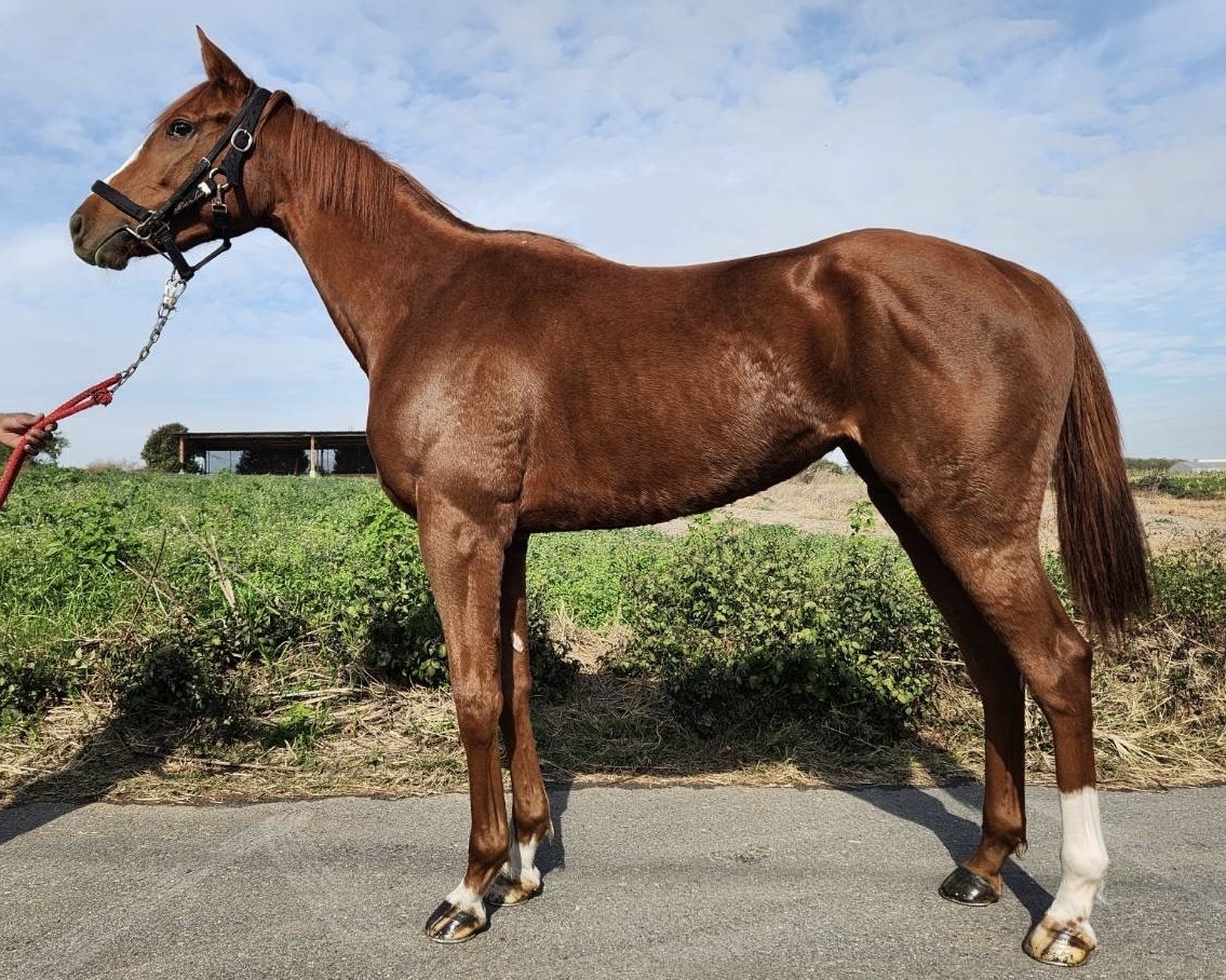 パイナップルソーダ 牝2歳 ※中央競馬 登録抹消 | サラブレッド