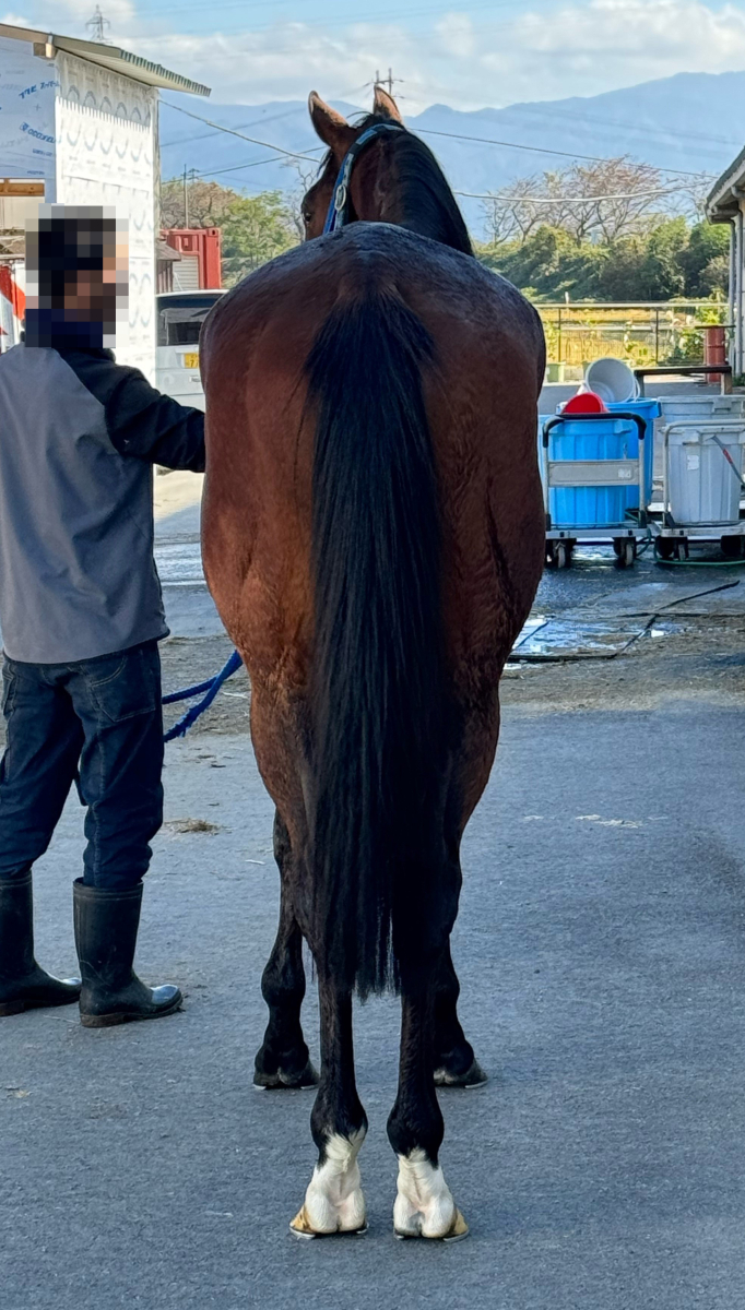ニューブラック 牡3歳 ※地方競馬 在籍 | サラブレッドオークション