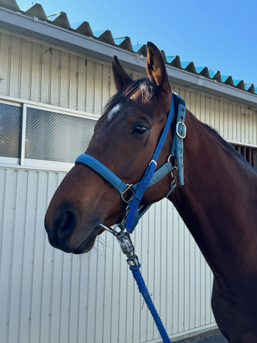ニューブラック 牡3歳 ※地方競馬 在籍 | サラブレッドオークション