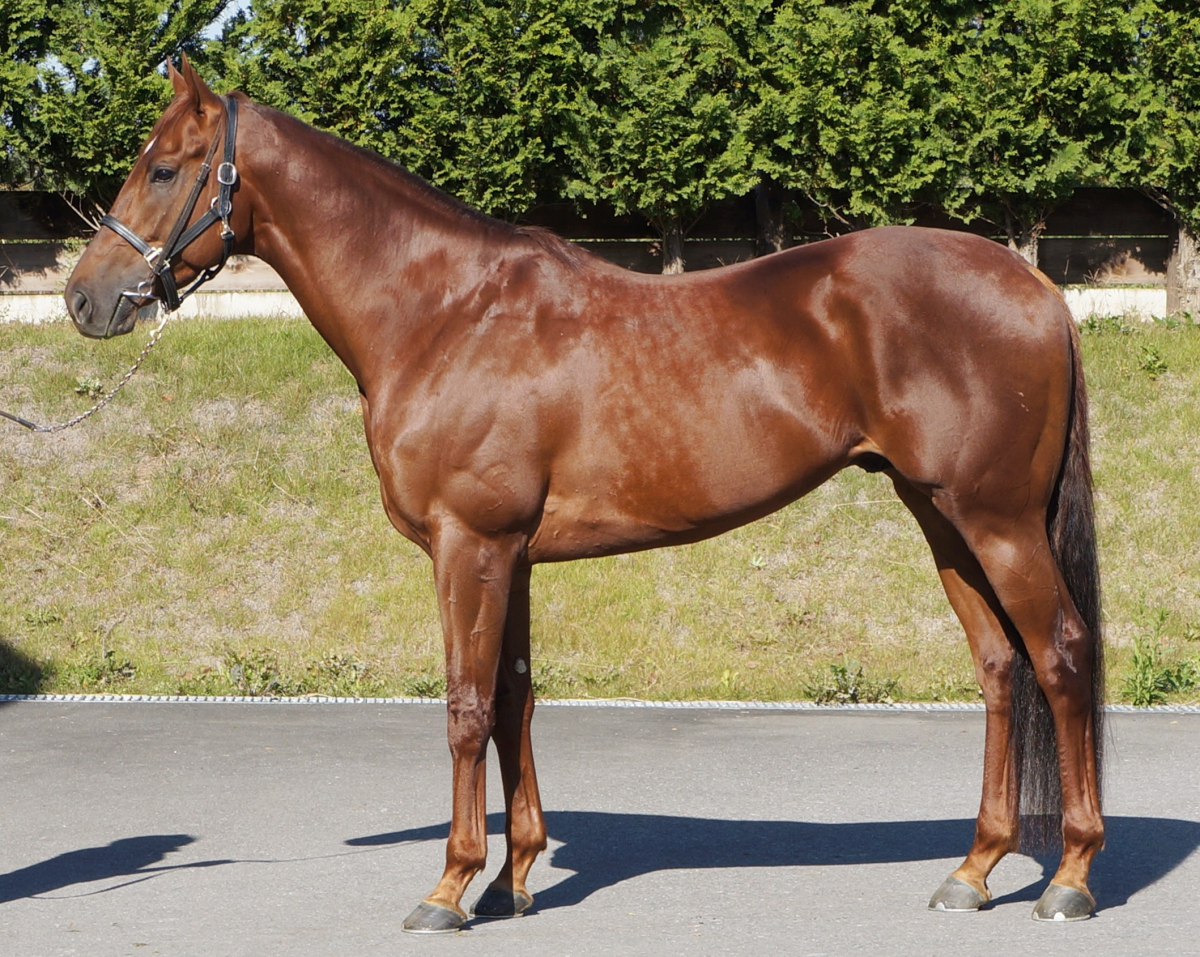 ハイチサングラス 牡４歳 ※地方競馬 在籍 | サラブレッドオークション